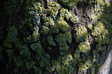 Moss on an old tree