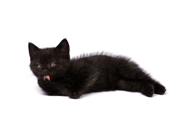 Beautiful black kitten on a white background