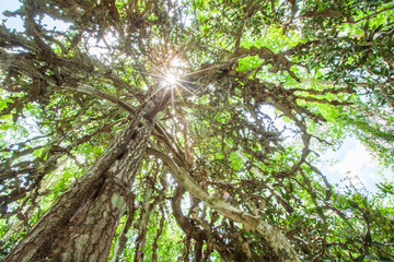 Magical old cactus tree in evergreen primeval forest.