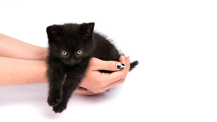 Beautiful black kitten on a white background