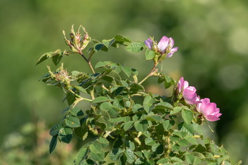 Blume