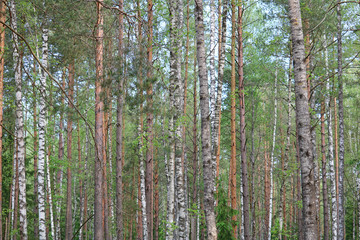 Obraz premium temperate broadleaf and mixed forest