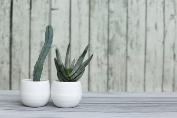 Succulents of aloe havortia cacti in white pots on a table on a wooden background. Home plants.