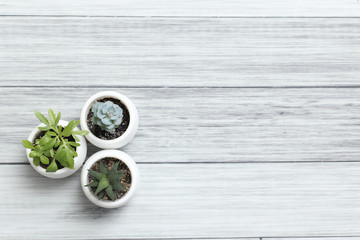 Fototapeta na wymiar Succulents of aloe havortia cacti in white pots on a table on a wooden background. Home plants.