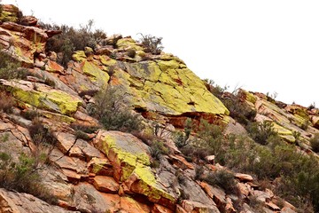 Yellow lichens growing on a rock in the Karoo in South Africa. 