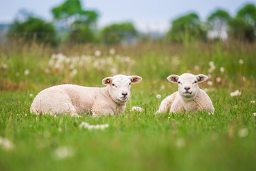 Texel ewe, newborn twin lambs in lush green meadow in Spring Time.