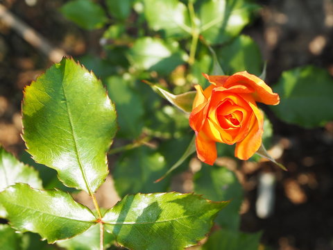 Orange rose in the garden in full blum