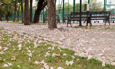 Tabebuia rosea is a Pink Flower falling on the ground in the public park. Pink trumpet tree, Pink poui, Pink tecoma, Rosy trumpet tree, Basant rani.