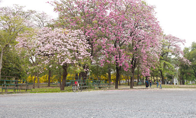 Tabebuia rosea is a Pink Flower in the public park. Pink trumpet tree, Pink poui, Pink tecoma, Rosy trumpet tree, Basant rani.