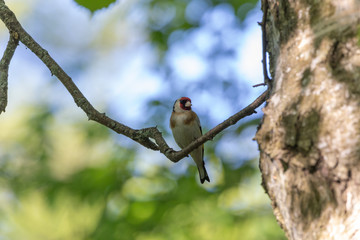 Goldfinch bird sits on a branch in the forest, close-up