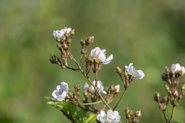 Blume
