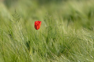Mohn
