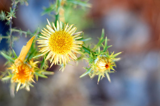 Carlina vulgaris or Carline thistle