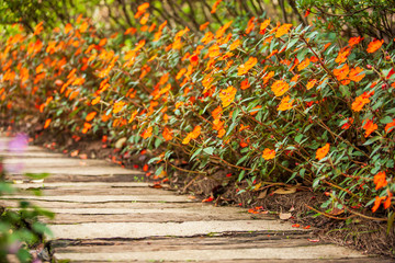 Close shot of wooden and concrete walkway in Impatiens garden.