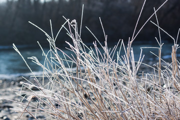 frost on the grass