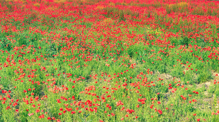 Poppy field in a full bloom