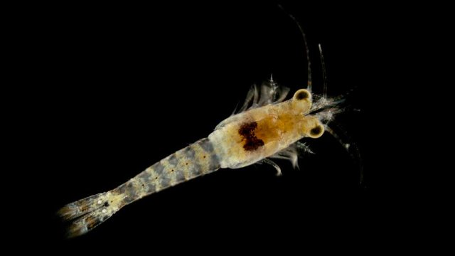 plankton shrimp under a microscope, Mysida detachment of higher crayfish from Peracarida superorder, resembles shrimp in appearance, sample size 2-3 mm, favorite fish food