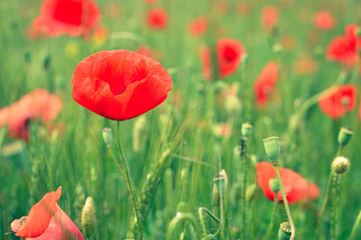 Red poppy in a field