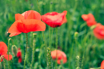 Poppy flower in a field