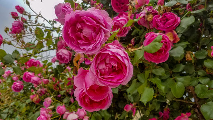 Obraz premium The beauty of the flowers. beautiful flowers