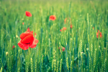 Red poppy in a wheat field