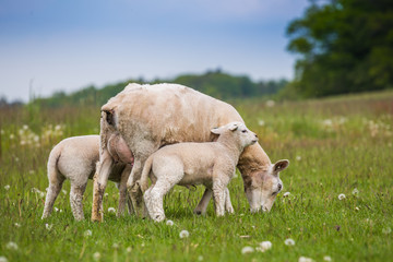 Fototapeta premium Texel ewe, female sheep, with newborn twin lambs in lush green meadow in Spring Time.
