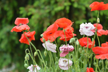 Close up of red and pink poppies