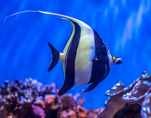 A Moorish Idol swims along a coral reef.