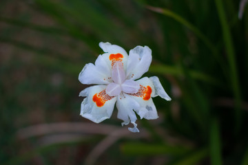 white and red flower