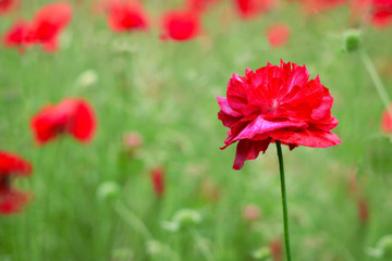 Naklejka premium Red poppy in a field