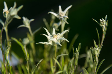 Edelweiss in the Alps