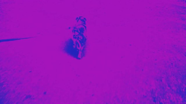 Running psychedelic dog pug. Looped video.