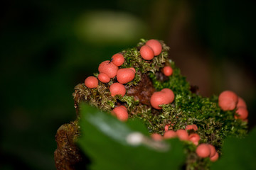 Lycogala epidendrum (wolf's milk, groening's slime) - A type of mold that lives on rotten stumps