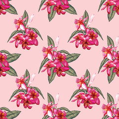 Seamless floral pattern pink Frangipani flowers on isolated background.Vector illustration watercolor.