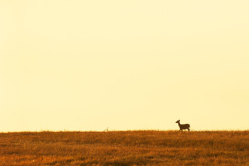 Naklejka na ściany i meble A female Hog deer walking in the grassland at dusk.