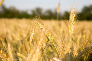 spiga in un grande panorama della vita