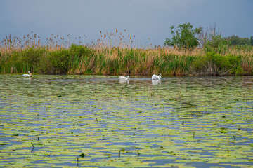 The Danube Delta , Romania