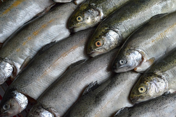Obraz premium Whole raw trout fish background
