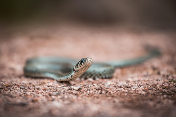 Masculine reptile or grass snake, Natrix natrix