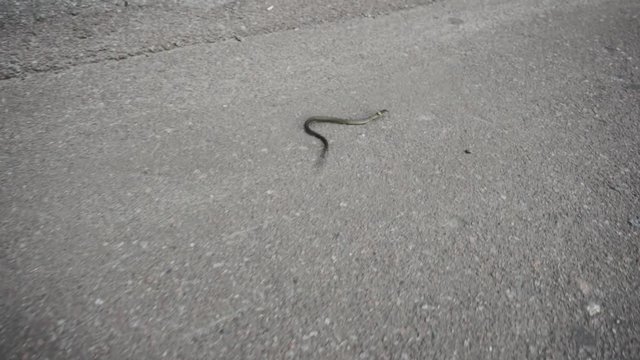 Grass snake crawling on the asphalt in the city park.