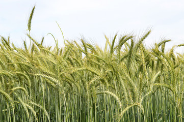 Close up of barley field