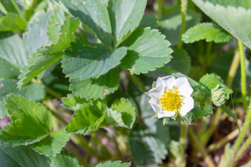 Strawberries bloom in the garden in early summer