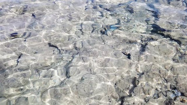 Colorful fish in clear water rubs against foots