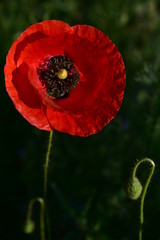 roter wilder mohn auf dem feld leuchtet im sonnenlicht