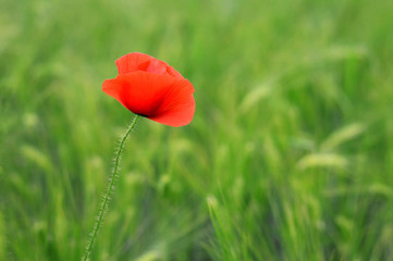 Close up of red poppy in a field