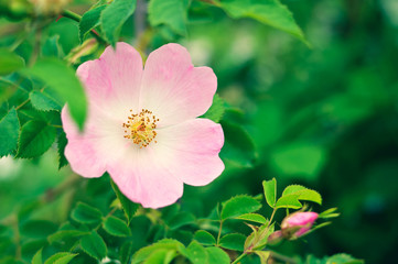 Fototapeta premium Dog rose (wild rose) flower blooming