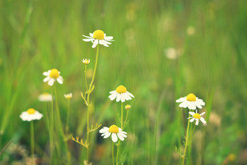 Chamomile flowers in the field