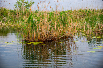 Danube Delta Landscape