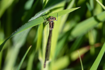 Damselfly hanging from a grass blade