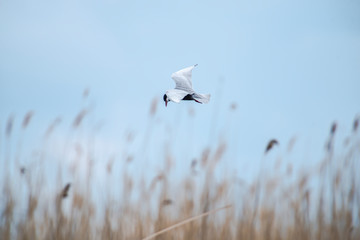 The Danube Delta , Romania